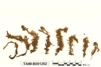 藏品(南亞灰苔)的圖片